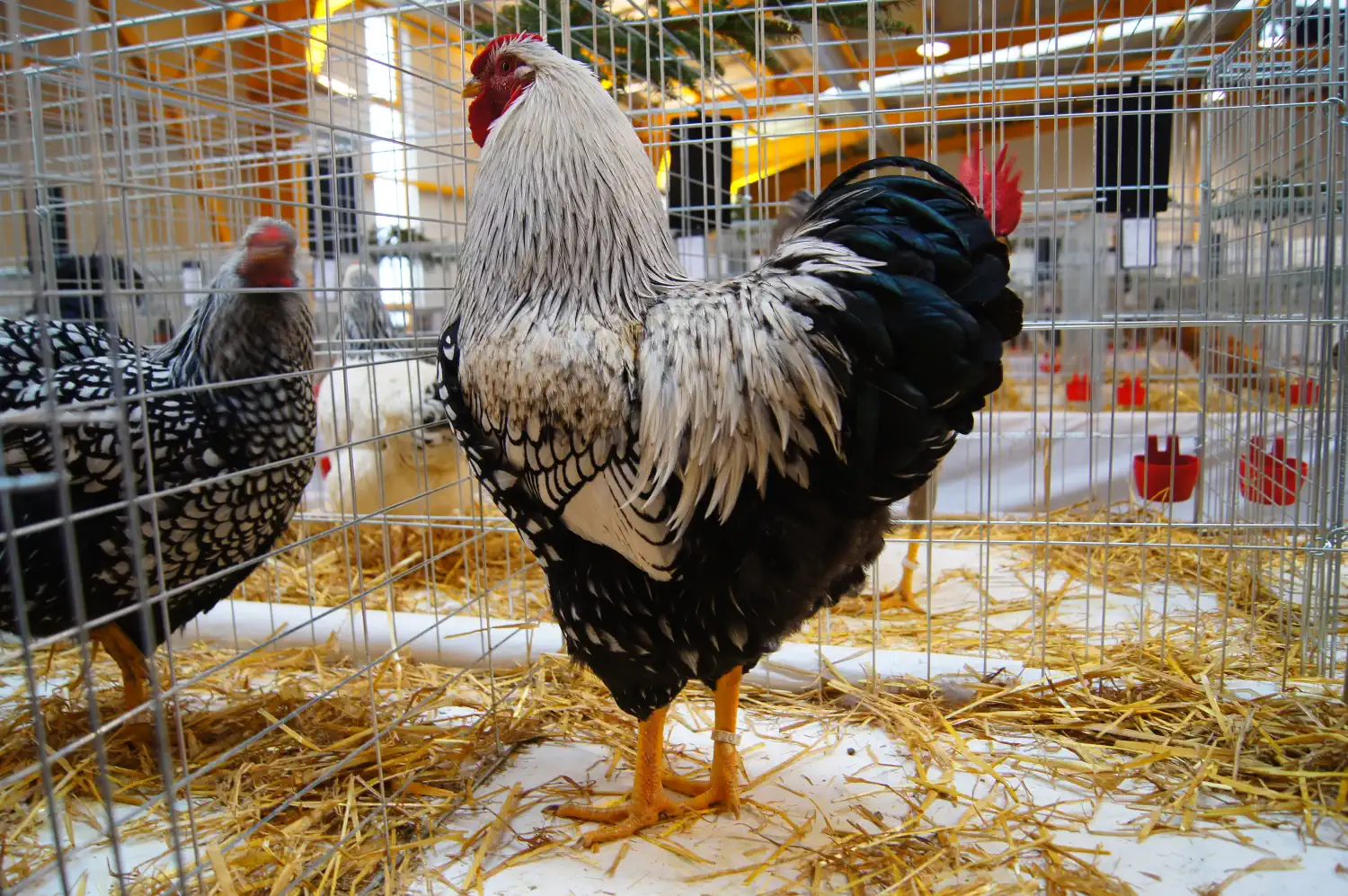 Izlozba malih zivotinja Nedelisce