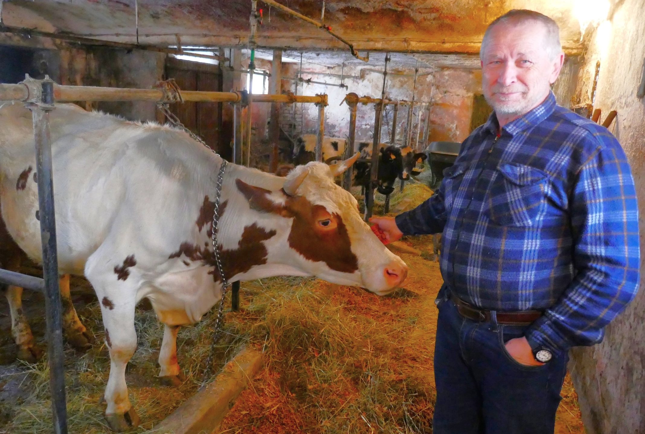 Krava Silvija i Milan Miklin P1190843