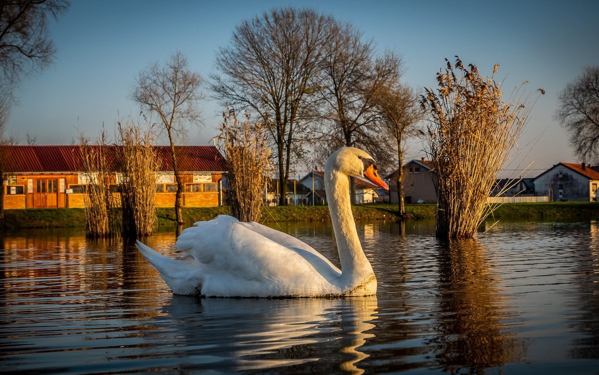 Tihomir Baranašić (10)