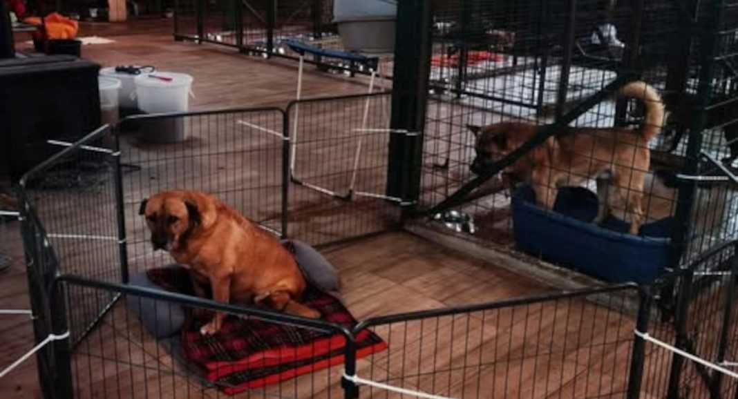 Čakovec i okolica – traže se ljudi velikog srca za privremeni smještaj pasa Pesonje spas