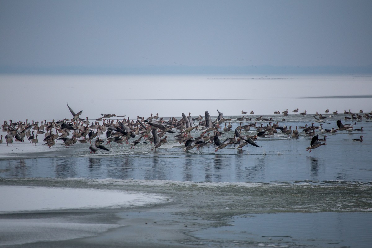 Ptice zima foto Davorin Mance (5)