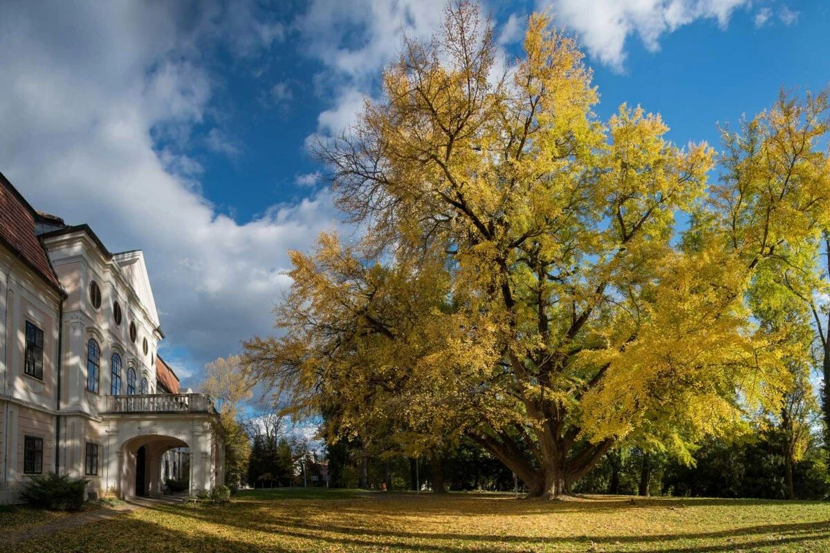 Stablo ginko daruvar 1200x800