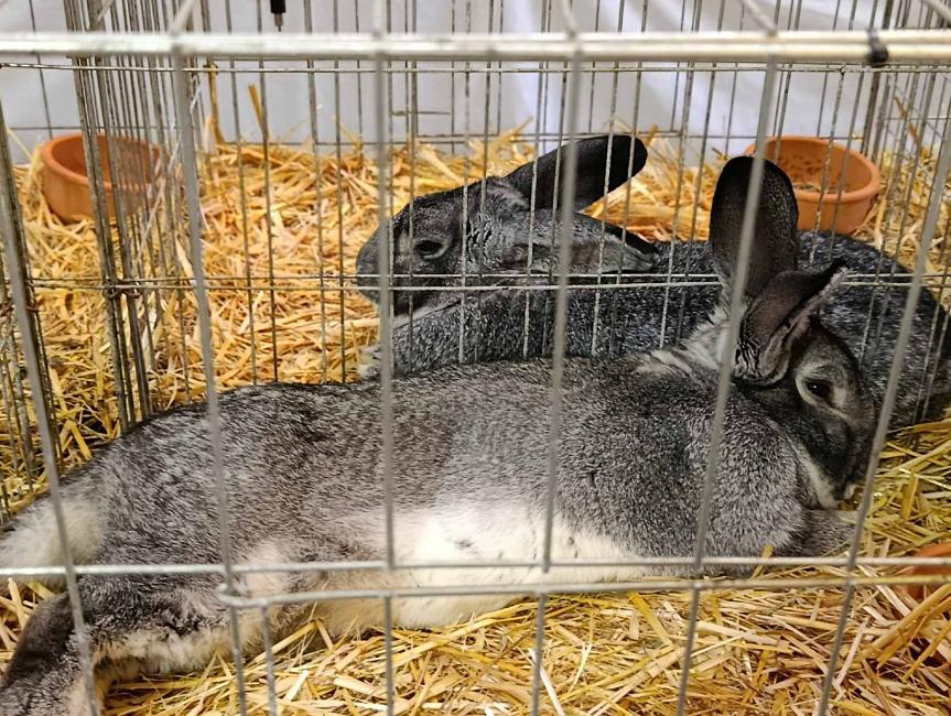 Viber slika 2026 01 16 15 34 51