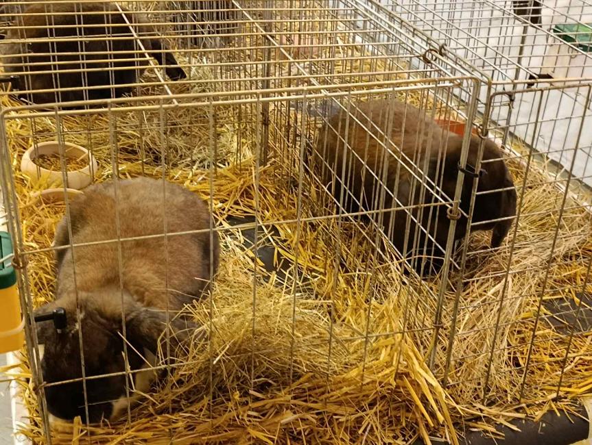 Viber slika 2026 01 16 15 34 52