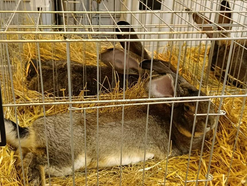 Viber slika 2026 01 16 15 34 52