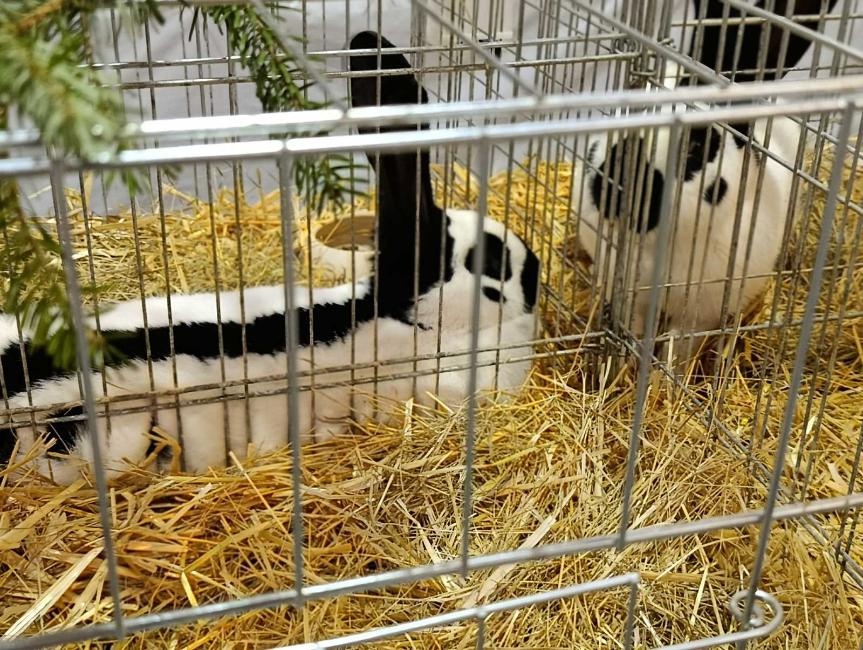 Viber slika 2026 01 16 15 34 52