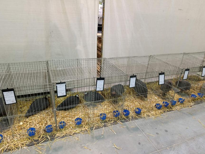 Viber slika 2026 01 16 15 34 52