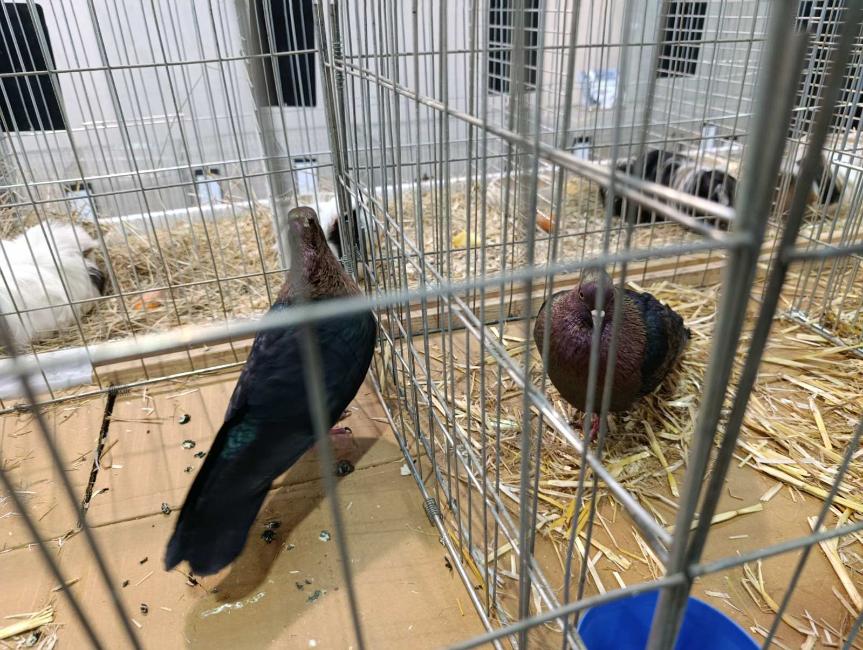 Viber slika 2026 01 16 15 34 52