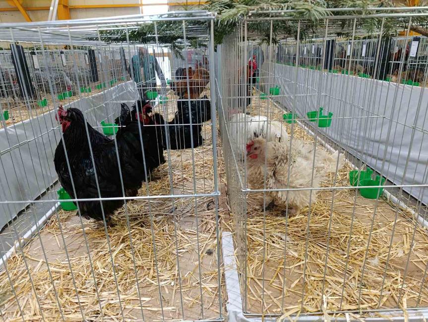 Viber slika 2026 01 16 15 34 53