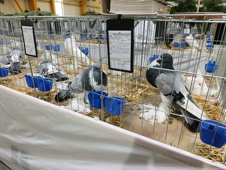 Viber slika 2026 01 16 15 34 53