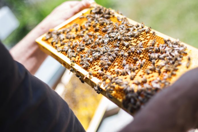 5239640 bees 2368228