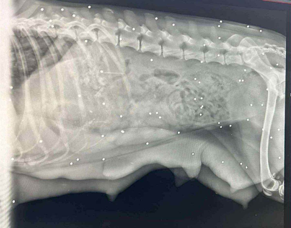 627550669 1195612126077369 2479955216501628853 n