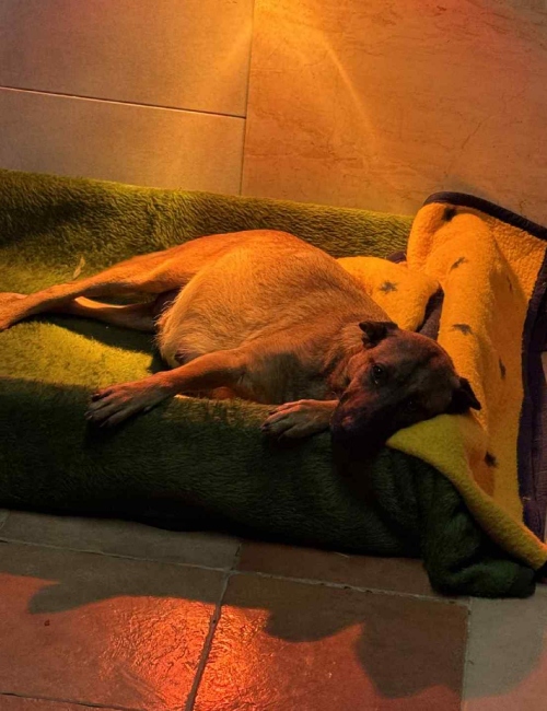 BeFunky collage 2026 02 03T130441.953