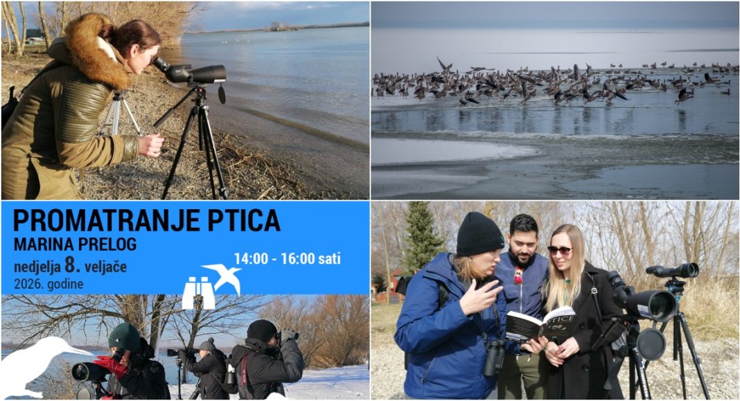 Upoznajte ptičji svijet Marine Prelog u nedjelju 8. veljače BeFunky collage 2026 02 04T115308.947
