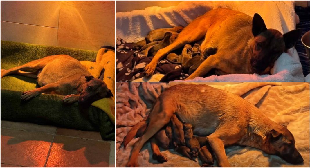 Kujica Cassy iz romskog naselja Kuršanec u skloništu „Prijatelji“ okotila 12 štenaca! GLAVNA 2026 02 03T130325.730