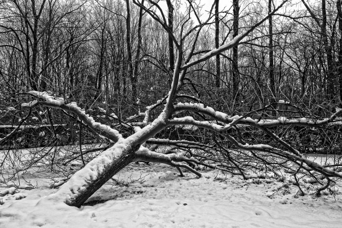 Mabelamber tree 3036213