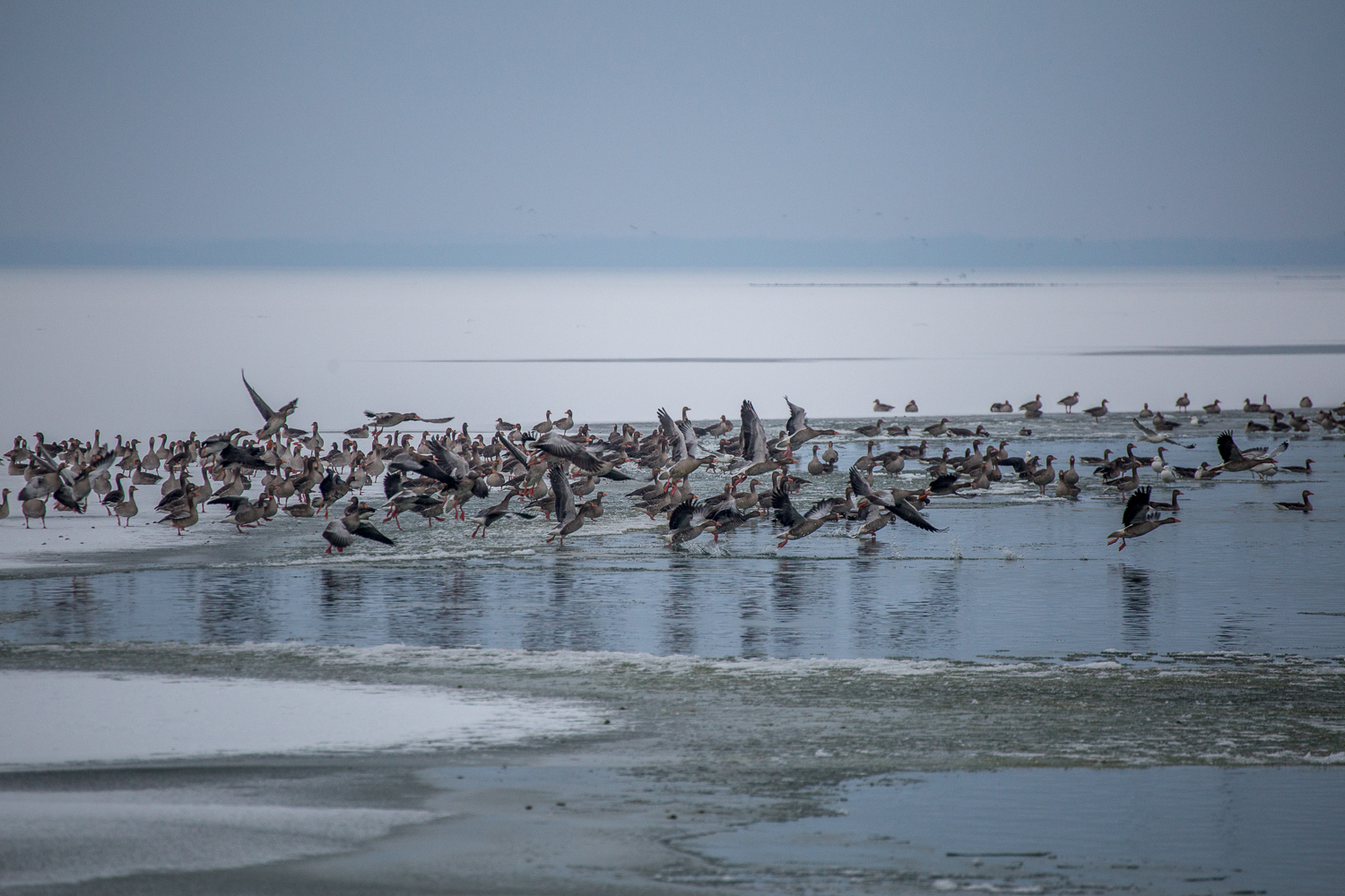 Ptice zima foto Davorin Mance (5)