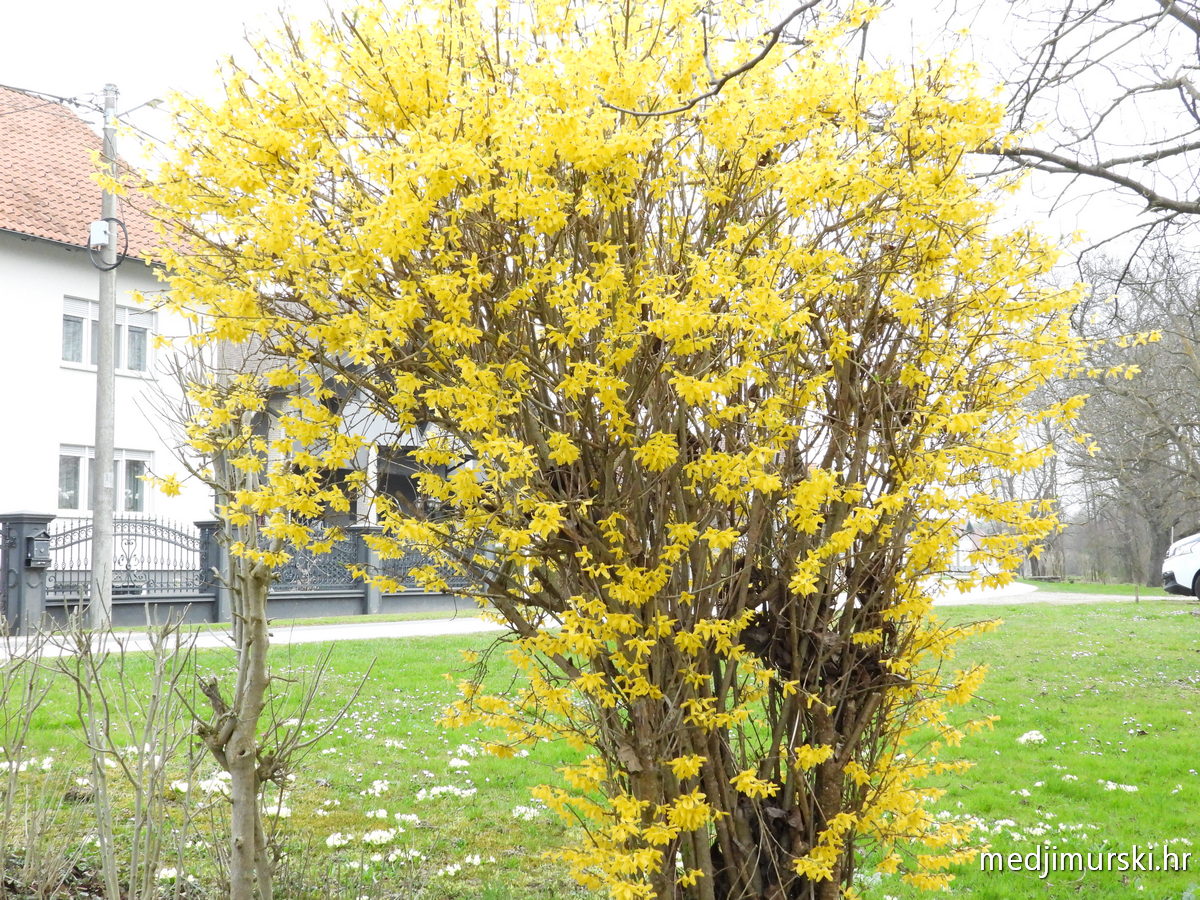 Draga Halić (18)