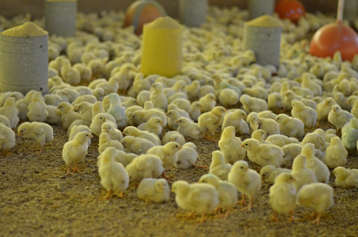 Farma polića Veliki Pažut (7)
