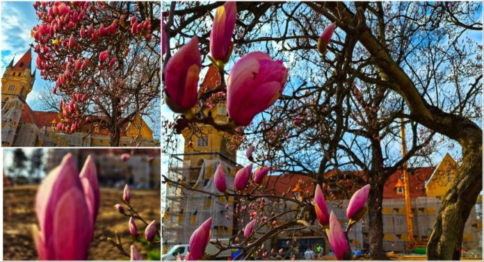 Naslovna magnolija (1)