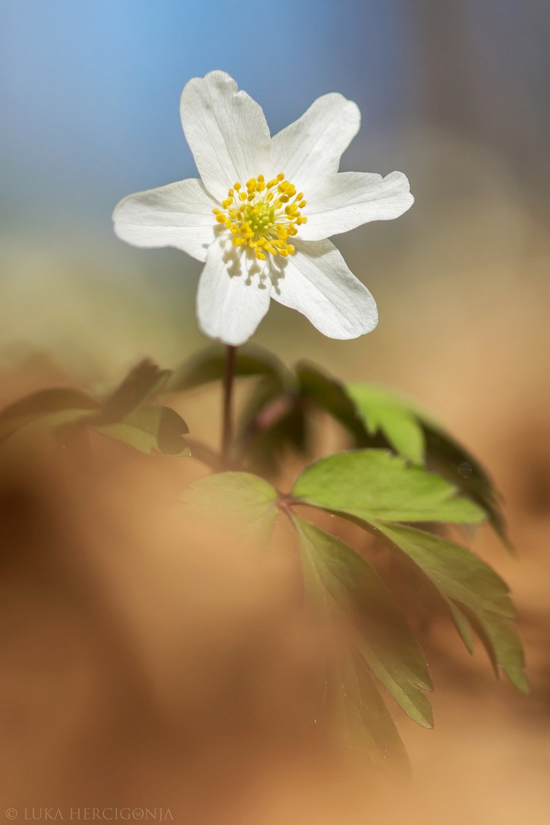 Bijela šumarica (2)