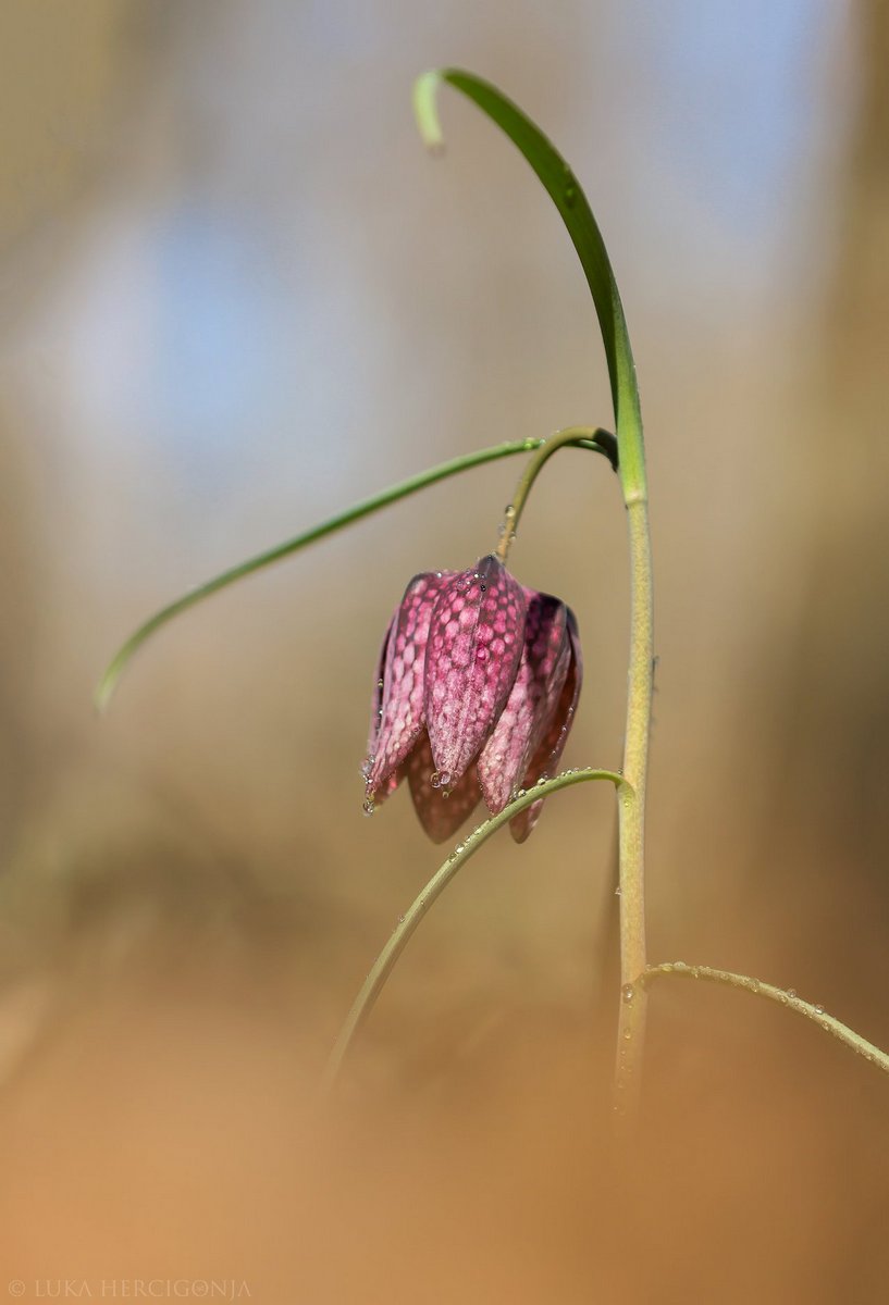 Kockavica (2)