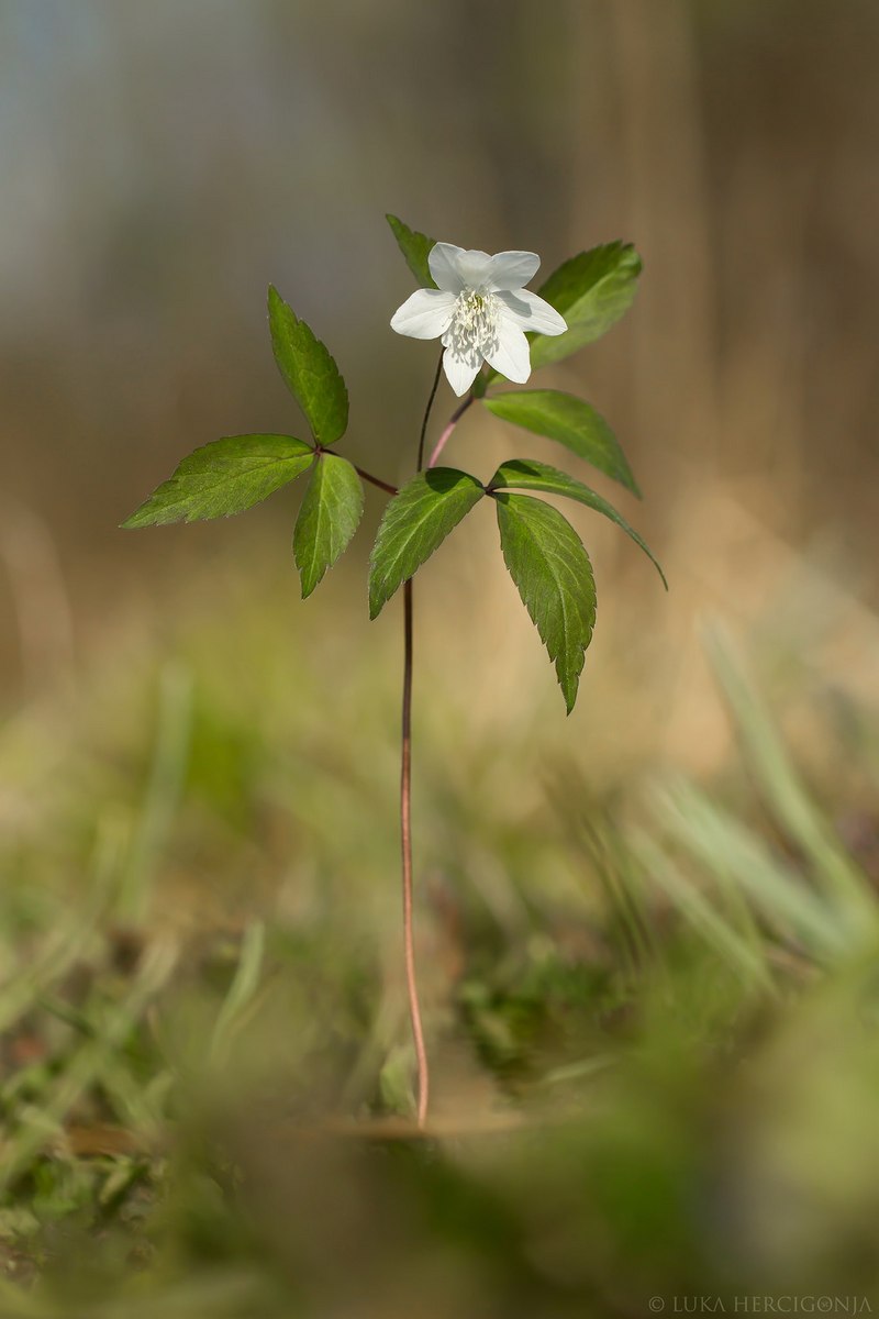 Trolisna šumarica (2)