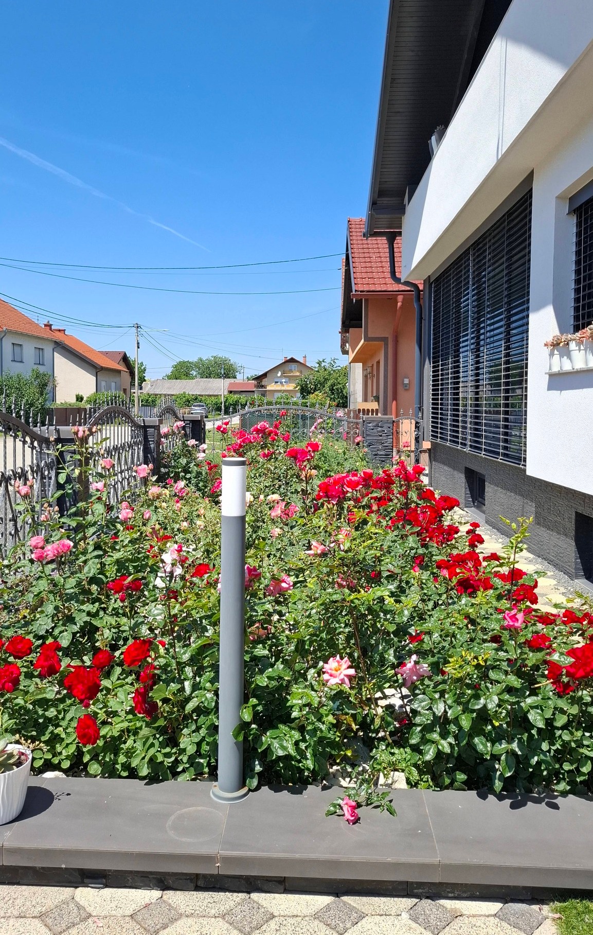 Marina Murk ruže (5)