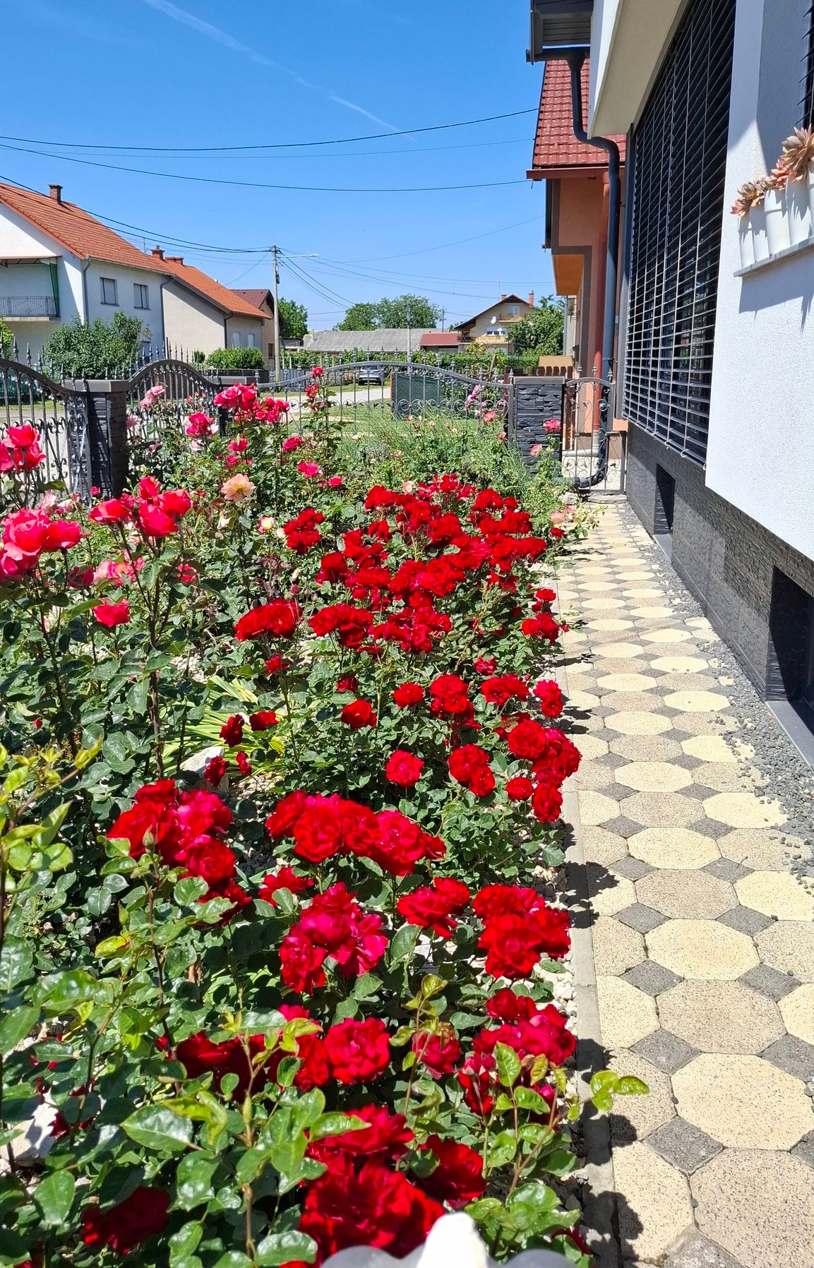 Marina Murk ruže (8)