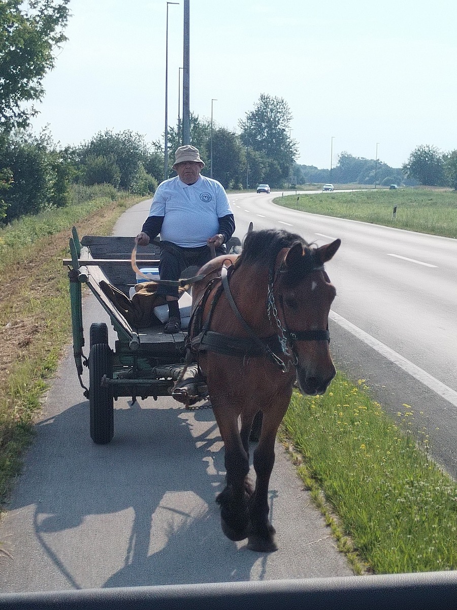 OPG Matija LAdić (11)