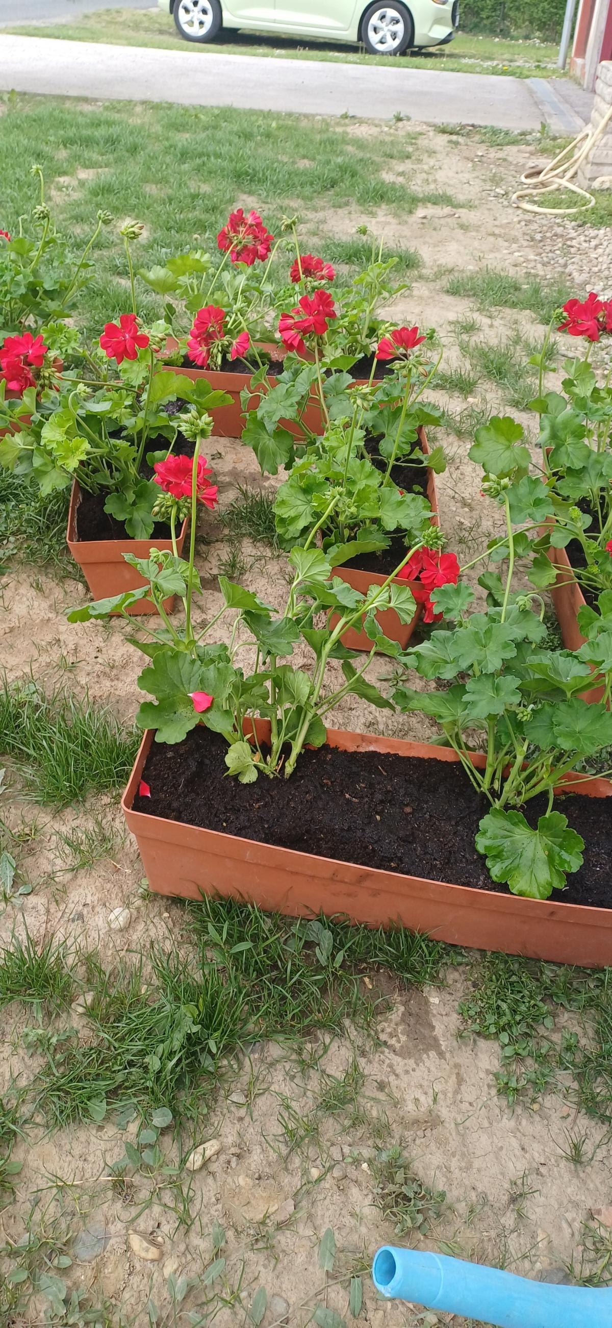 Udruga žena Mali Mihaljevec (29)