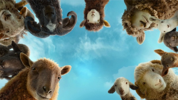 Sheep dete