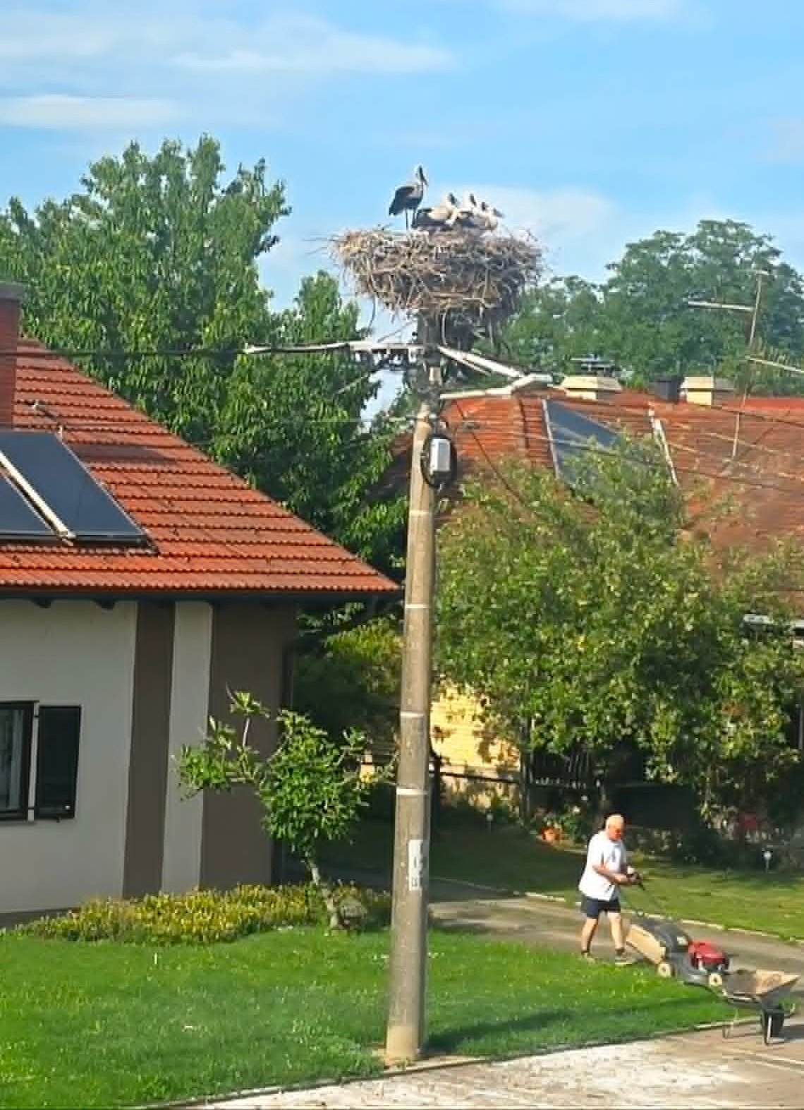 Rodino gnijezdo 4 ptića Kotoriba (4)