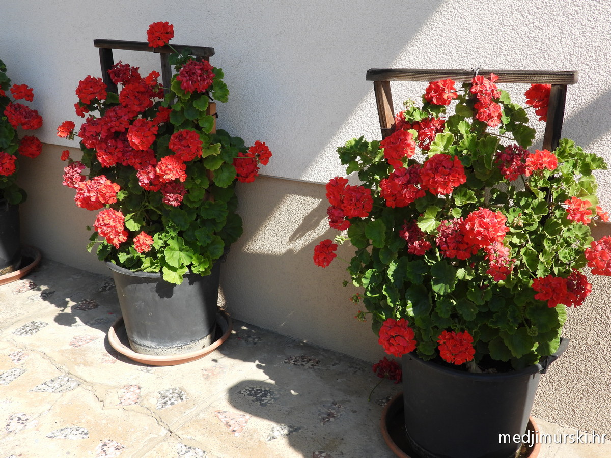 Slavica i Antun Perenc (5)