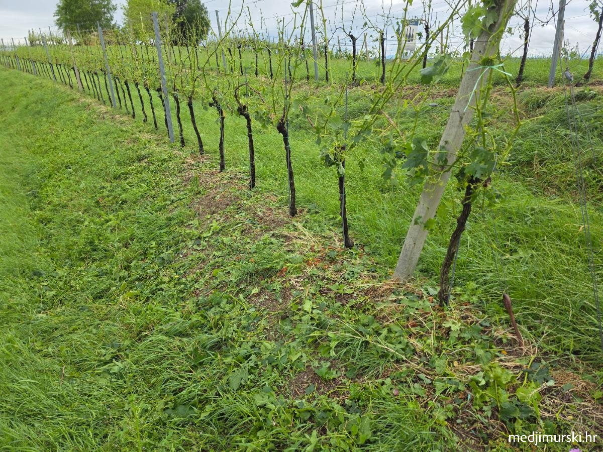 Tuča Mađerkin breg (1)