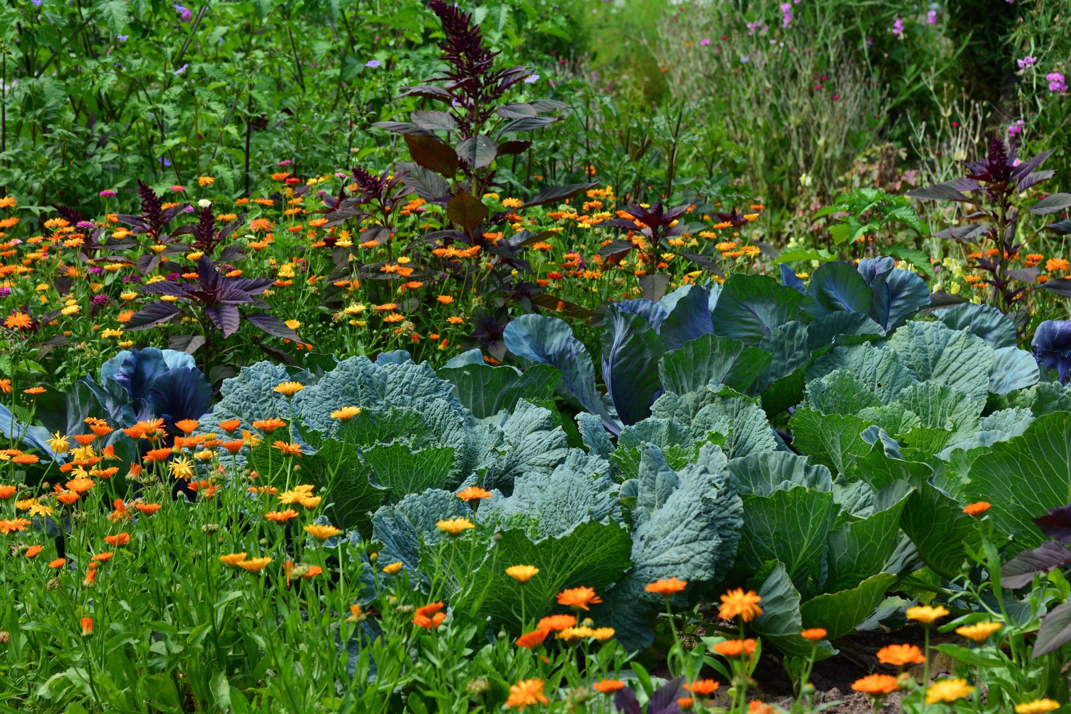 Congerdesign white cabbage