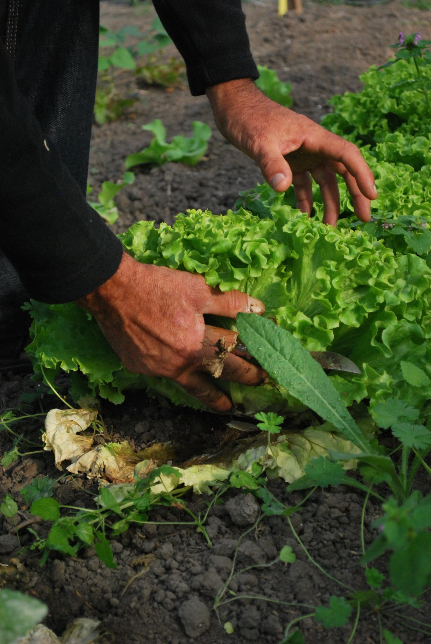 Jf gabnor vegetables