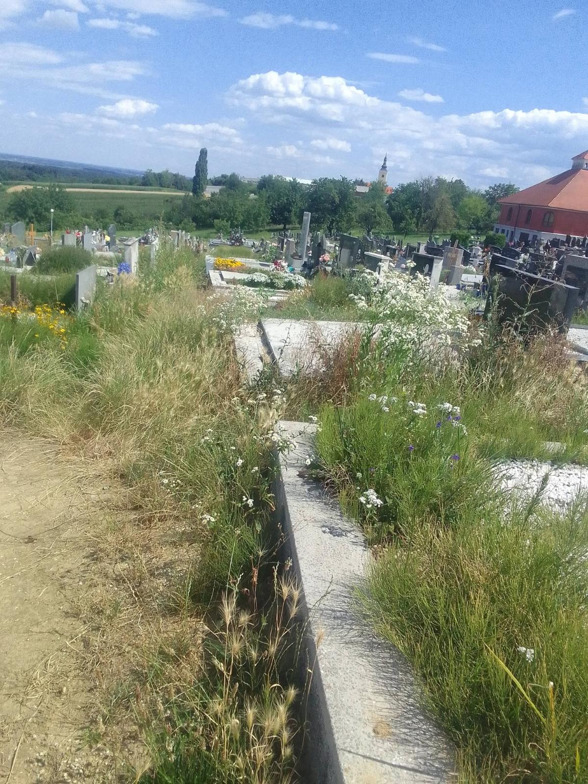 Groblje Sveti Juraj nepokošeno (1)