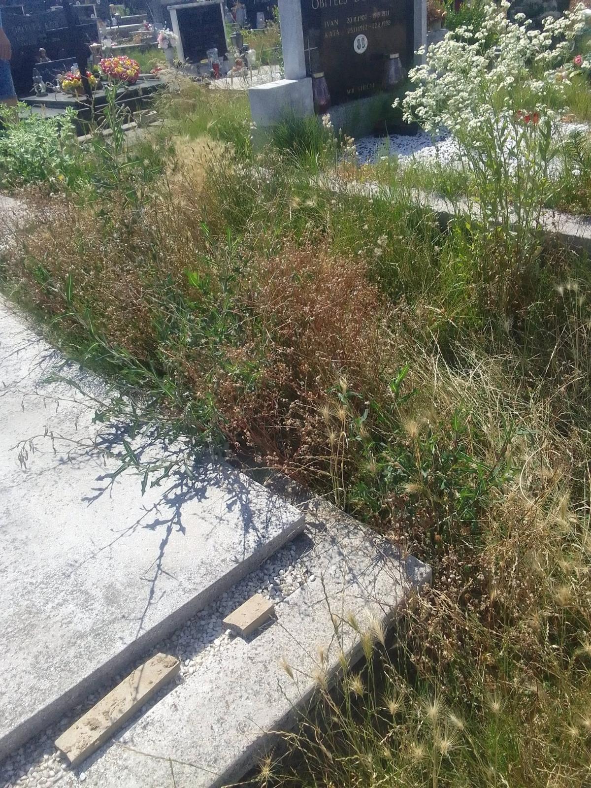 Groblje Sveti Juraj nepokošeno (2)