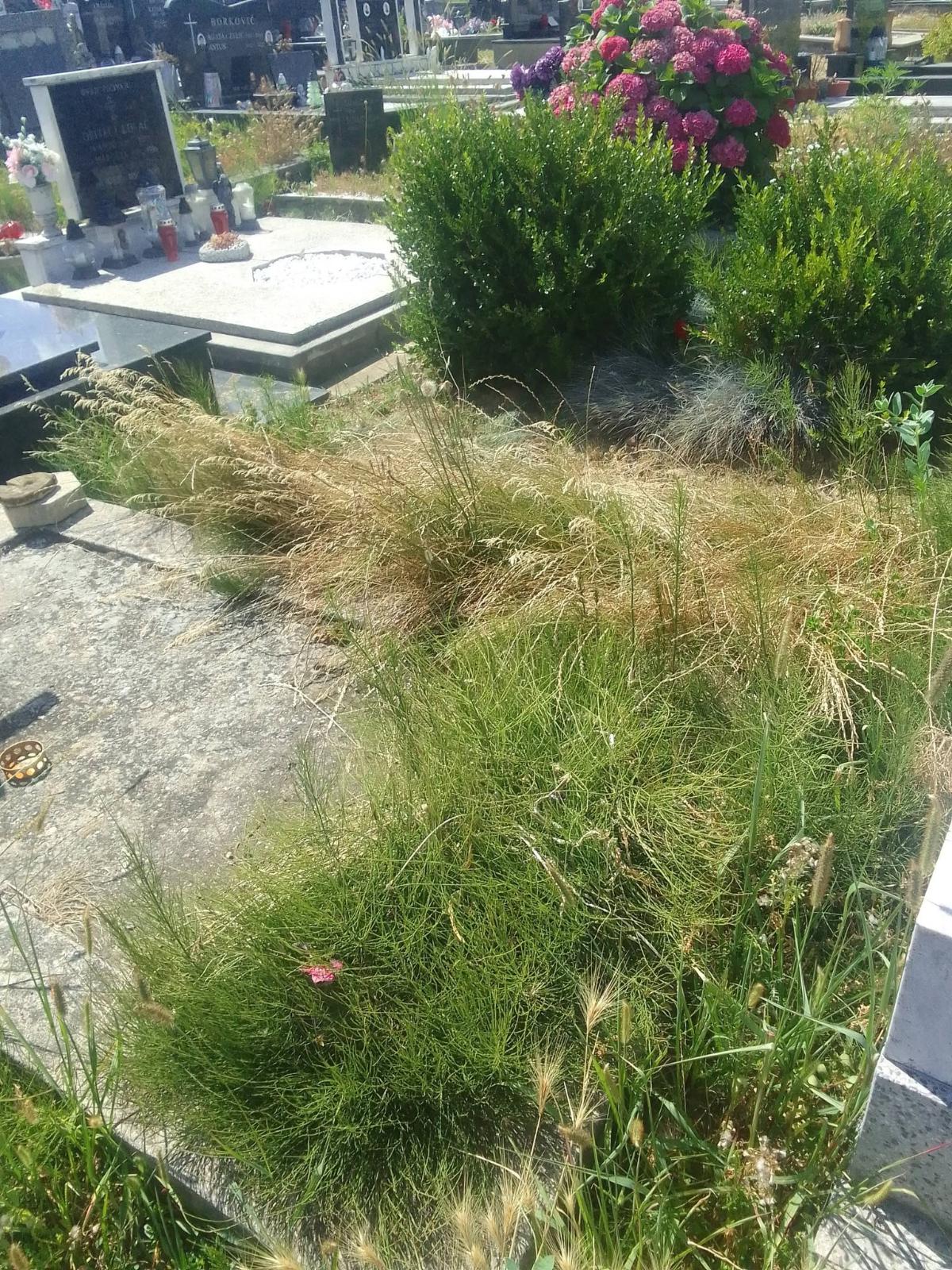 Groblje Sveti Juraj nepokošeno (5)