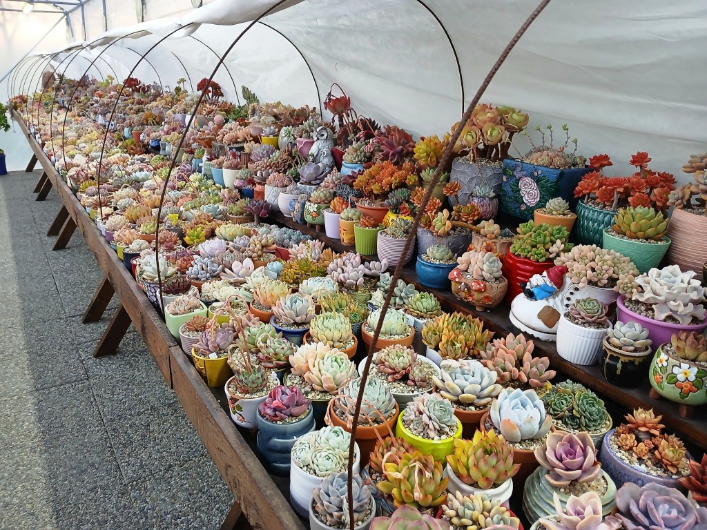 Jurjevske ljetne večeri (12)