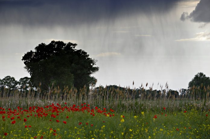 Ineshirschi rain