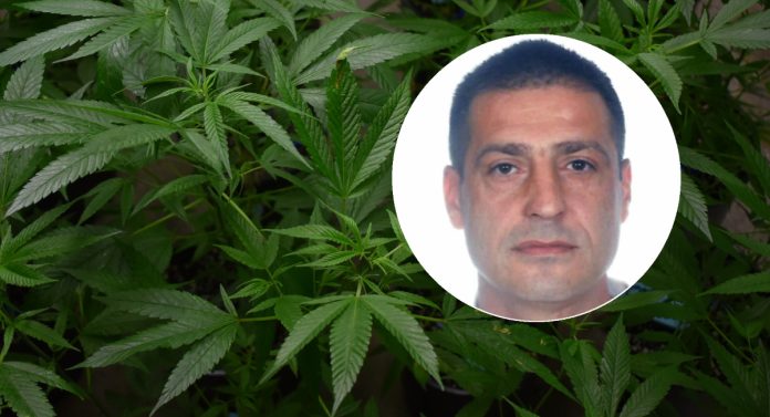 Marihuana ubojica pocinitelj